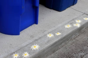 curb frosting daisies